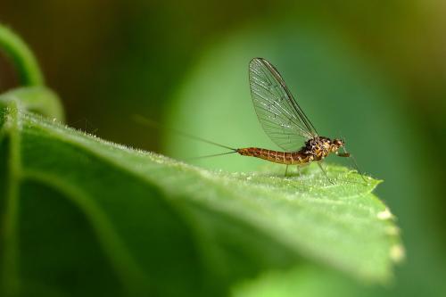 Baetis sp.
